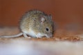 Wood mouse home intrusion in late autumn