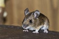 Wood mouse in a house, Vosges, France