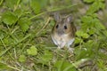 Wood Mouse or Long Tailed Field Mouse