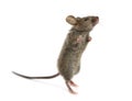 Wood mouse looking up Royalty Free Stock Photo