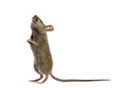 Wood mouse looking up Royalty Free Stock Photo