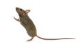 Wood mouse looking up Royalty Free Stock Photo