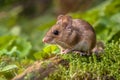 Wood mouse in natural habitat