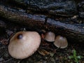 This is a wood mushroom, edible and has a distinctive taste