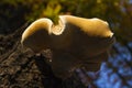 Wood mushroom Royalty Free Stock Photo