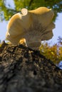 Wood mushroom Royalty Free Stock Photo