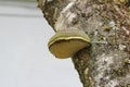 A wood mushroom on the trunk of a birch tree. Parasitic fungus on a tree. Texture of bark and moss Royalty Free Stock Photo