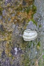 A wood mushroom on the trunk of a birch tree. Parasitic fungus on a tree. Texture of bark and moss Royalty Free Stock Photo