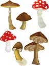 Wood mushrooms