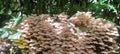 wood mushrooms in the forest Aceh