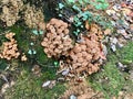 Wood Mushrooms Fungi in the Forest / Type of Beech