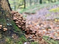 Wood Mushrooms Fungi in the Forest / Type of Beech