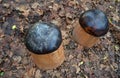 Wood mushrooms grow in the forest. carved porcini mushrooms with brown cap head. children`s playground in the forest park. big mus