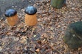 Wood mushrooms grow in the forest. carved porcini mushrooms with brown cap head. children`s playground in the forest park. big mus