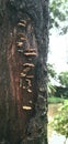 Wood mushrooms grow on trees around the garden