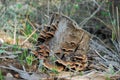 Wood mushrooms growing on old tree stump