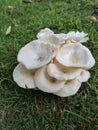 Mushroo Royalty Free Stock Photo