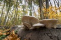 Wood mushrooms