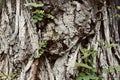 Wood nature texture brown tree background for inscriptions