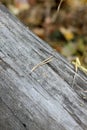 A wood needle