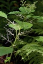 Wood Nettle 704222