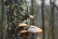 Wood noun on birch tree trunk