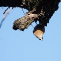 Wood nuthatch hanging upside down