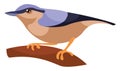 Wood nuthatch, illustration, vector