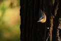 Wood Nuthatch - Sitta europaea Royalty Free Stock Photo