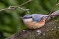 Wood Nuthatch - Sitta europaea, small beautiful perching bird from European forests and woodlands Royalty Free Stock Photo