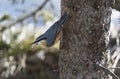 Wood nuthatch Sitta europaea walking upside down on a trunk