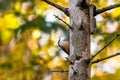 The wood nuthatch, a small passerine bird Royalty Free Stock Photo