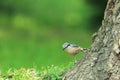 Wood nuthatch