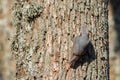 Wood Nuthatch