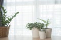 Wood office table with green little tree pot. Royalty Free Stock Photo