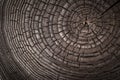 Wood old ash texture of cut tree trunk, close-up. Macro shot. As