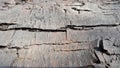 Wood. Old rotten wood. Vintage cracked wood. Weathered surface. Vintage background