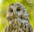 Wood owl strix portrait looking dumbfounded