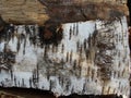 Birch tree bark texture - detail. Dry branch on the birch bark and old wooden background. Rural background - dry birch wood Royalty Free Stock Photo