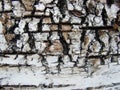 Birch tree bark texture - detail. Dry branch on the birch bark and old wooden background. Rural background - dry birch wood Royalty Free Stock Photo