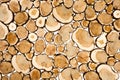 Wood panel from sections of a trunk of a juniper tree. Natural background pattern from juniper wood Royalty Free Stock Photo