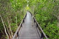 Wood passage way into mangrove forest (Trees include Royalty Free Stock Photo