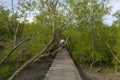 Wood passage way into mangrove forest Royalty Free Stock Photo