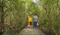 Wood passage way into mangrove forest