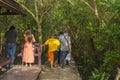 Wood passage way into mangrove forest