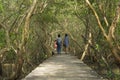 Wood passage way into mangrove forest