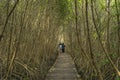 Wood passage way into mangrove forest