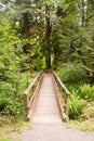 Wood Path Boardwalk Bridge Leads into The Forest Royalty Free Stock Photo