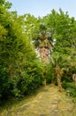 Wood path in garden Royalty Free Stock Photo