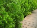 Wood path in the garden Royalty Free Stock Photo